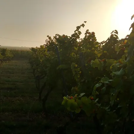 Weingut Will & Wuerz Riesling Apartament Schwaigern