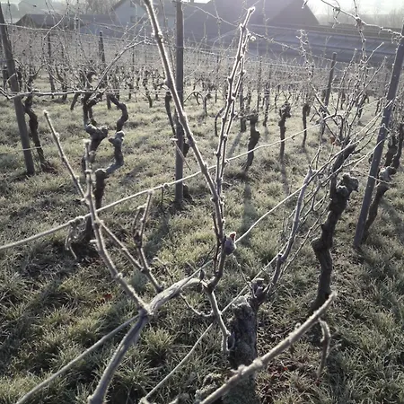 Weingut Will & Wuerz Riesling Appartamento Schwaigern