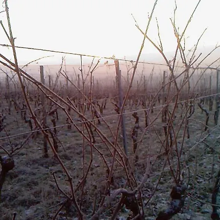 Weingut Will & Wuerz Riesling *